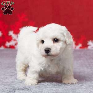 Frosty, Bichon Frise Puppy